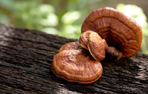 Reishi na stromě